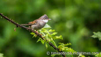 Some species of mosquitoes in the UK spread avian malaria