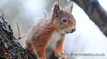 Fears outbreak could devastate Formby red squirrel population