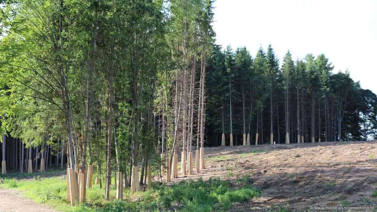 Baumschutz an B15: Fichten stecken in Holzlatten-Verschalung