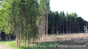 Baumschutz an B15: Fichten stecken in Holzlatten-Verschalung
