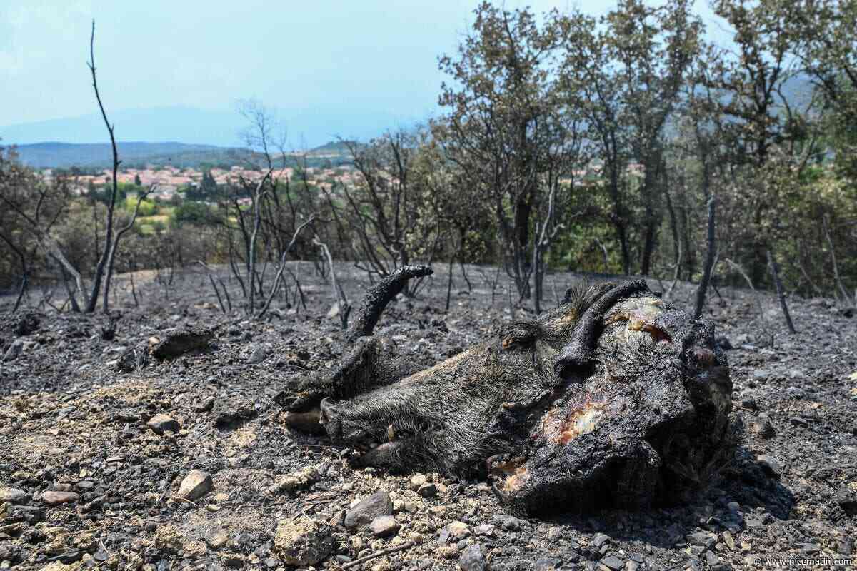 « Au lieu de sortir les fusils, qu’ils sortent les pioches et les graines » : cette association demande à l’État d’interdire la chasse dans les zones ravagées par les incendies