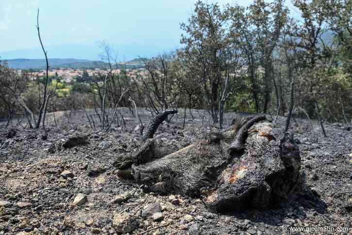 « Au lieu de sortir les fusils, qu’ils sortent les pioches et les graines » : cette association demande à l’État d’interdire la chasse dans les zones ravagées par les incendies