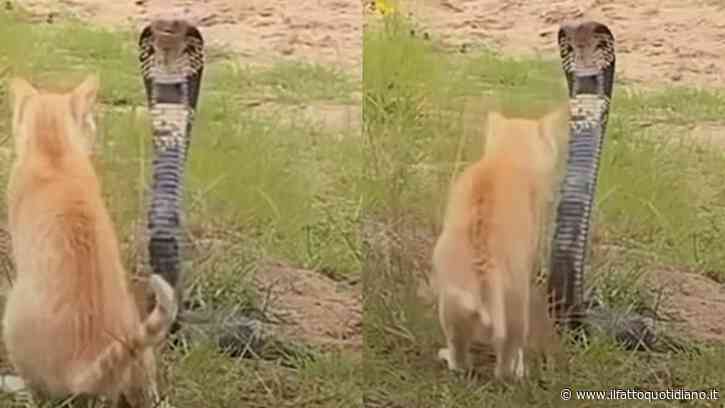 Un cobra attacca un gatto, ma il finale sorprende: il duello ripreso in video conquista il web