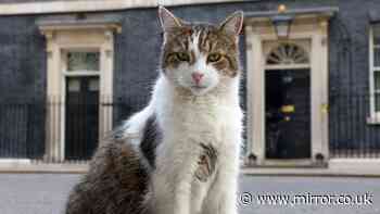 Inside the luxe life of Larry the cat and his famous Downing Street feuds