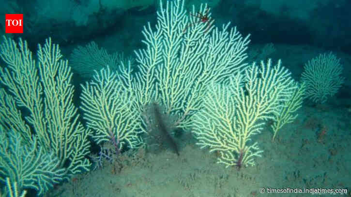 Scientists marked this coral reef as dead in the 1960s; underwater drones found it alive...