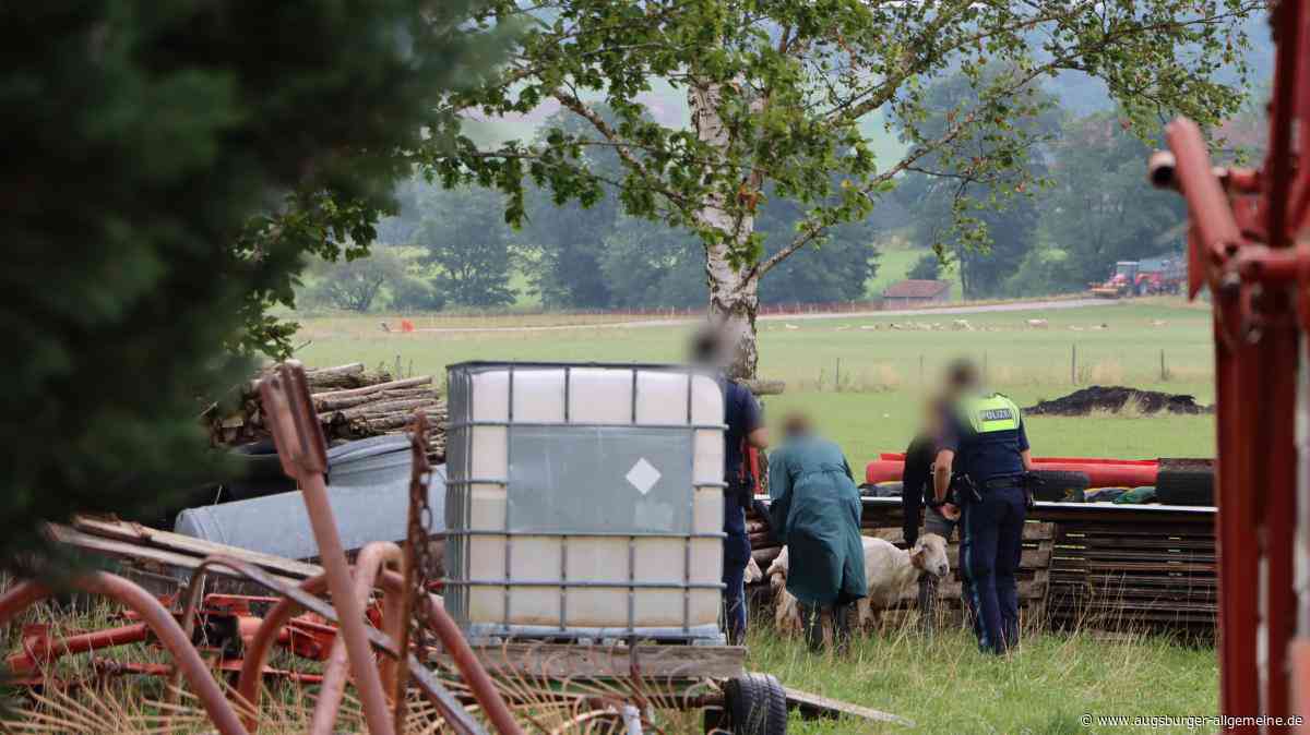 Tierschutz-Einsatz: Polizei und Veterinäramt rücken aus, Schaf wird eingeschläfert