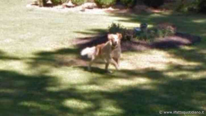 “Su Google Maps ho visto all’improvviso il mio cane morto anni fa: quella foto che non conoscevo me l’ha fatto sentire ancora qui”. La storia di Becky Turner
