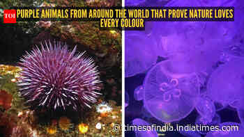 5 purple animals from around the world that prove nature loves every colour