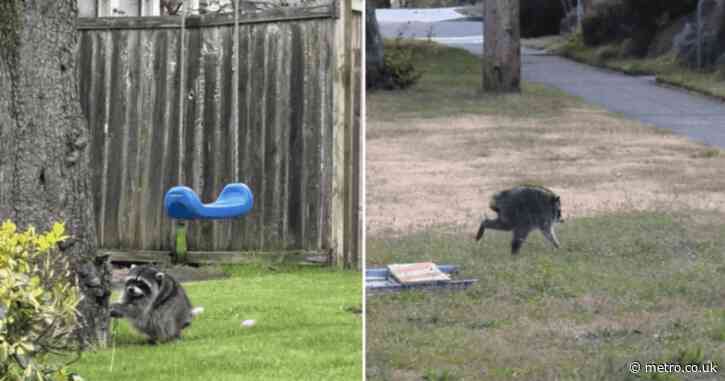 ‘Mutant’ raccoon spotted roaming streets of Seattle becomes internet celebrity