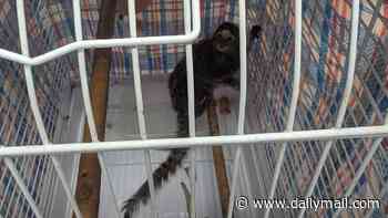 Caged monkey hidden with laundry bag is abandoned on London bus