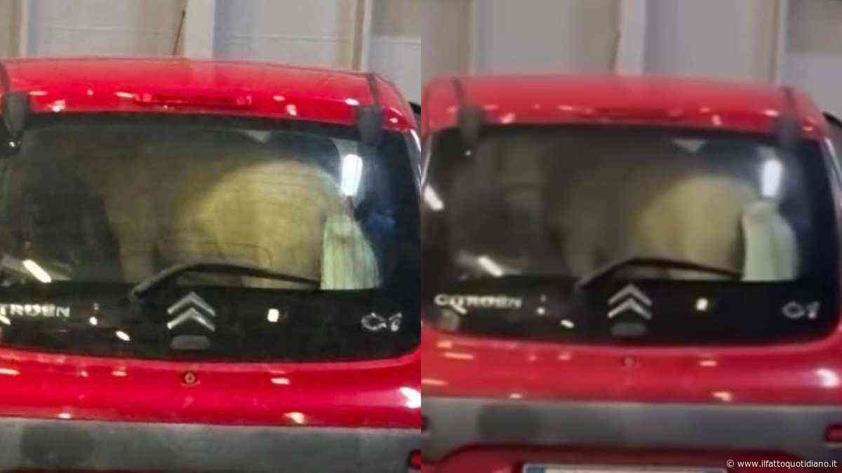 “Com’è possibile che nessuno abbia fermato quel veicolo prima dell’imbarco?”: pony chiuso nel bagagliaio di un’auto sul traghetto per Ischia