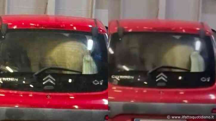 “Com’è possibile che nessuno abbia fermato quel veicolo prima dell’imbarco?”: pony chiuso nel bagagliaio di un’auto sul traghetto per Ischia