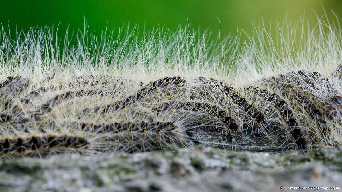 Klimawandel, Krankheiten – dieser Wald im Kreis Peine hat enorm zu leiden