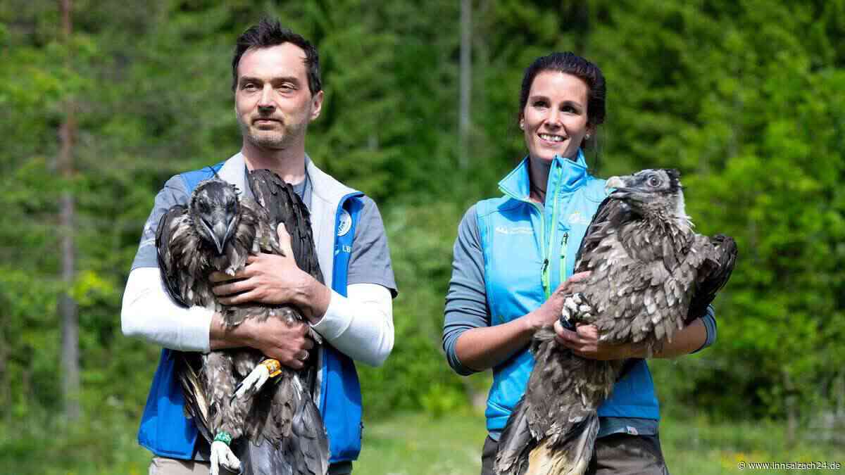 Auch „Zierli“ hebt ab – junge Bartgeier in Berchtesgaden auf Erkundungstour