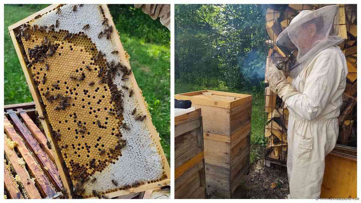 Premium-Bienen aus Bad Feilnbach: Warum viele Imker im Sommer auf den Wendelstein pilgern