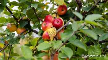 Minder Nederlandse appels in de schappen dit jaar, maar juist meer peren