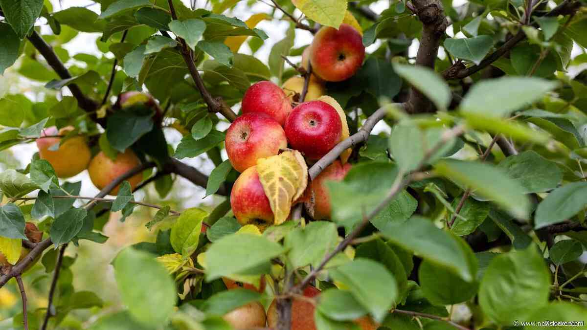 Minder Nederlandse appels in de schappen dit jaar, maar juist meer peren