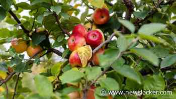 Minder Nederlandse appels in de schappen dit jaar, maar juist meer peren