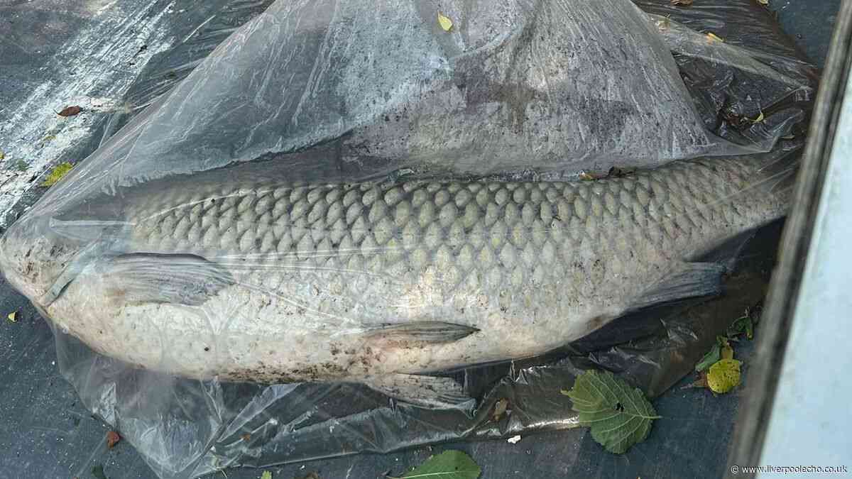 Efforts to protect fish dying in Liverpool parks 'too late' warn anglers