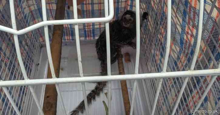 Terrified and starving monkey locked in a cage and dumped on London bus