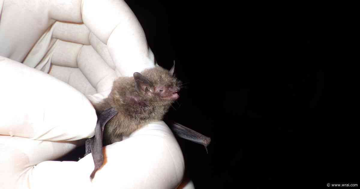 Endangered Indiana bat captured in NC for first time since 2015