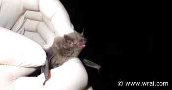 Endangered Indiana bat captured in NC for first time since 2015