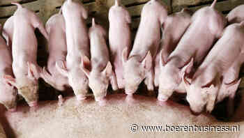 Bodem voor biggenprijs en heel weinig varkens
