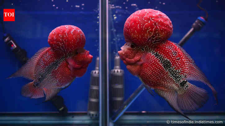 A human-bred aquarium fish prized for its bright colour has escaped into a Philippines crater lake