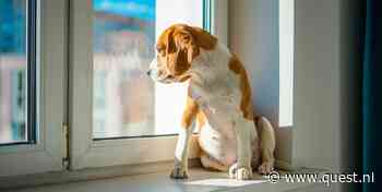 Hoelang kan een hond alleen zijn? Dat is afhankelijk van deze 4 factoren