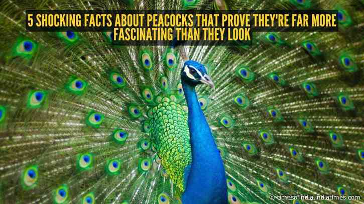 5 shocking facts about peacocks that prove they're far more fascinating than they look