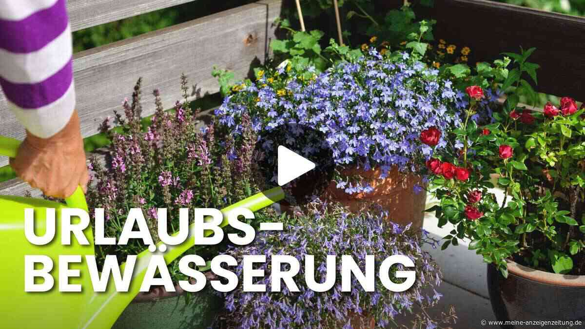 Pflanzen im Urlaub allein lassen? Diese zwei Tricks halten sie am Leben