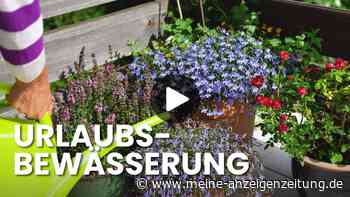 Pflanzen im Urlaub allein lassen? Diese zwei Tricks halten sie am Leben