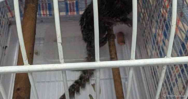 Monkey found dumped on the 302 to Kensal Rise by woman with a pram