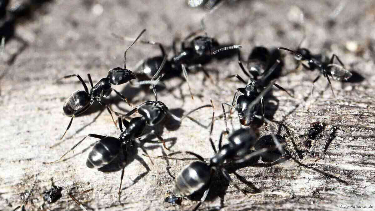 Stromkabel und Grabsteine in Gefahr, Keller befallen: Invasive Ameisenart breitet sich in Bayern aus