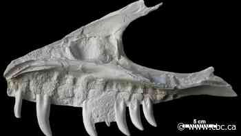 Dinosaur skull remains found in campground belong to T. rex 'great-uncle,' Alberta study shows