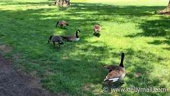 Posh town's famous geese are set to be frightened with lasers and roasted for DINNER after attacking locals and pooping everywhere