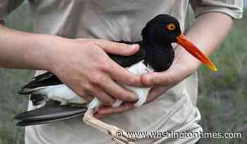 Oystercatchers, known for sharp bills and beady eyes, are making a comeback thanks to conservation
