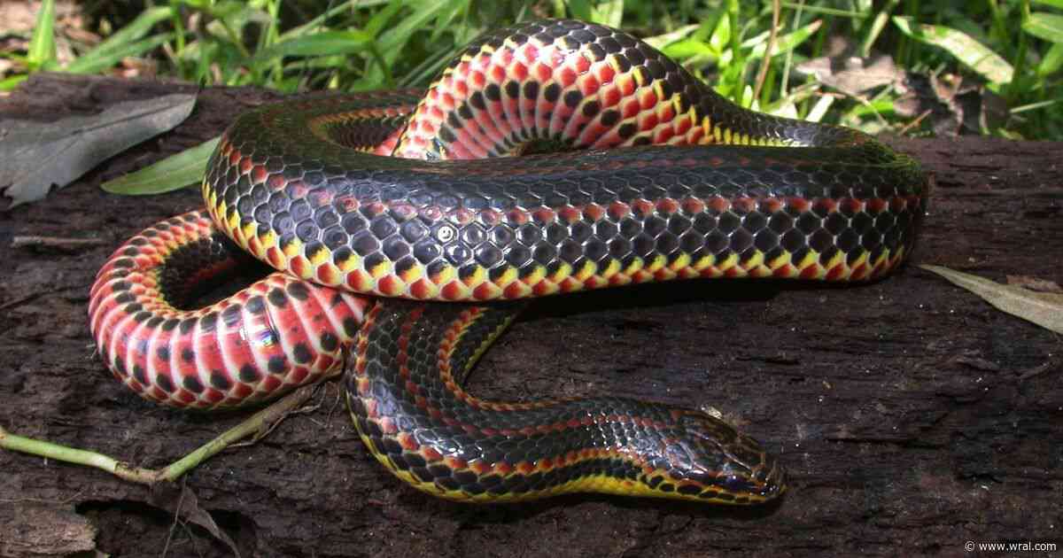 Rainbow Snake population declining; public asked to report sightings