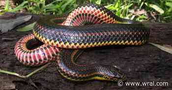 Rainbow Snake population declining; public asked to report sightings