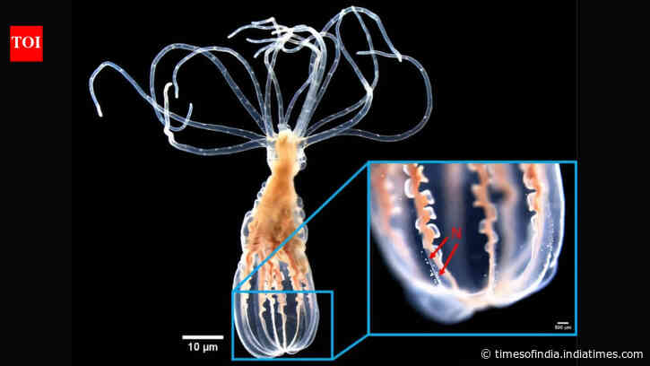 Scientists found an anemone that can distinguish helpful bacteria from harmful bacteria without...