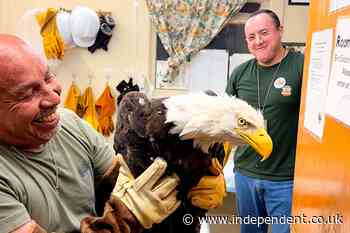 Injured bald eagle rescued in California is believed to be an internet star