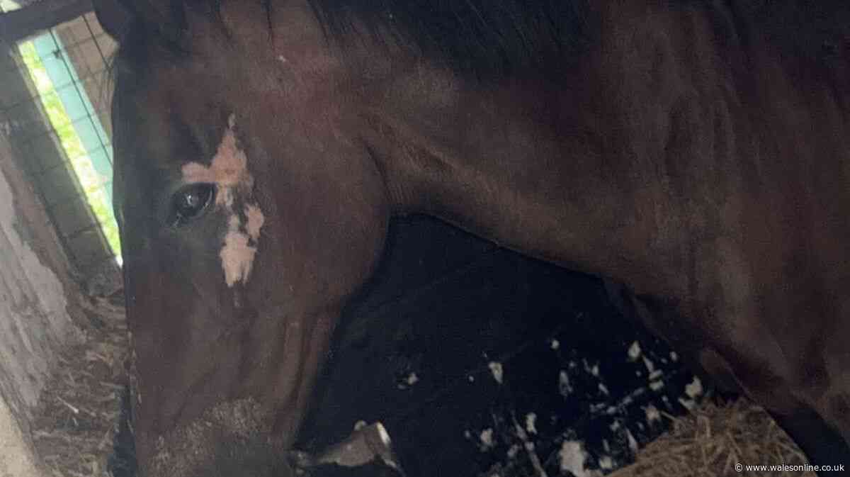 Rescue horse left with devastating injuries after attack