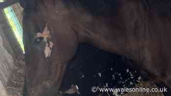 Rescue horse left with devastating injuries after attack