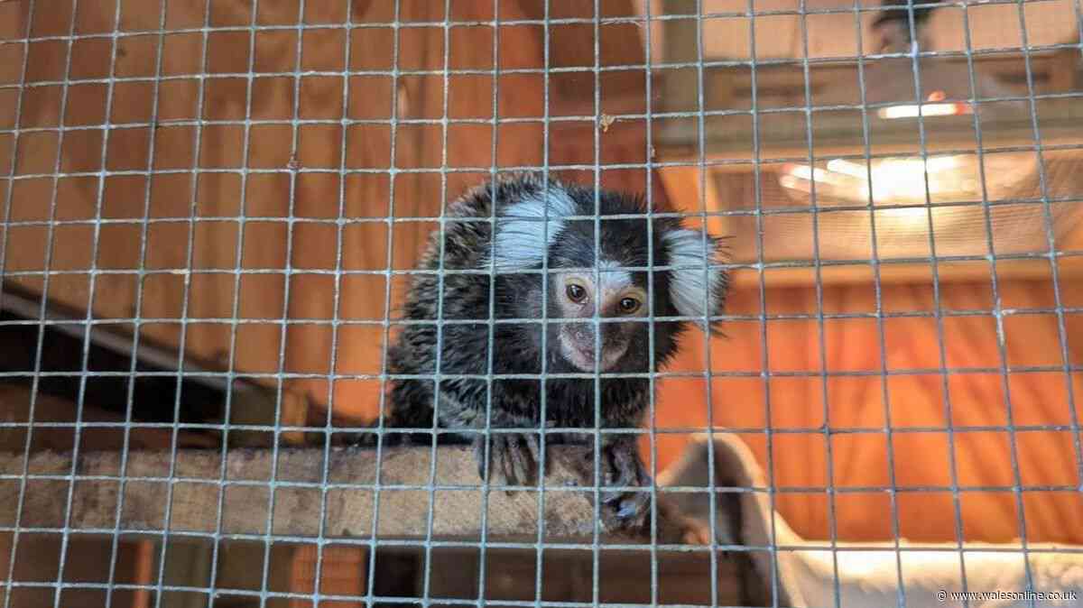 Abandoned monkey found 'terrified' in laundry bag on bus