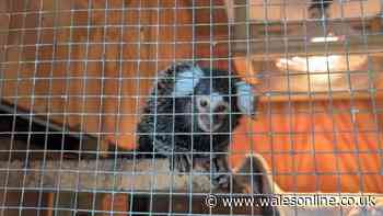 Abandoned monkey found 'terrified' in laundry bag on bus