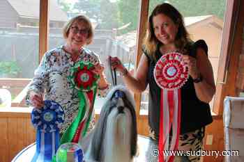 Sudbury ‘dog-lebrity’ Bowie brings home honours from World Dog Show