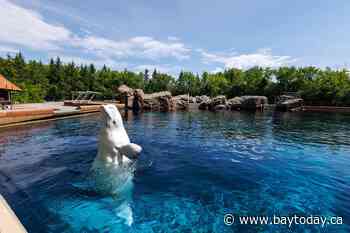 CP NewsAlert: Six whales being moved out of Marineland, headed to U.S.