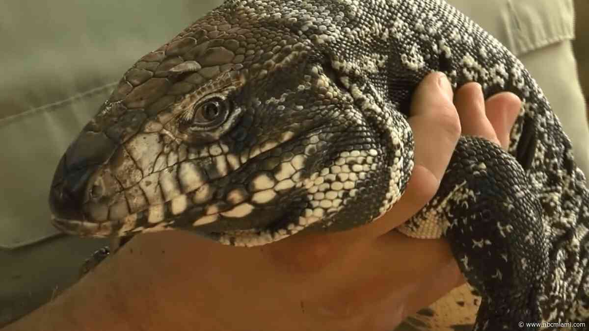 Meet the Tegu: The invasive lizard threatening Florida Everglades' wildlife