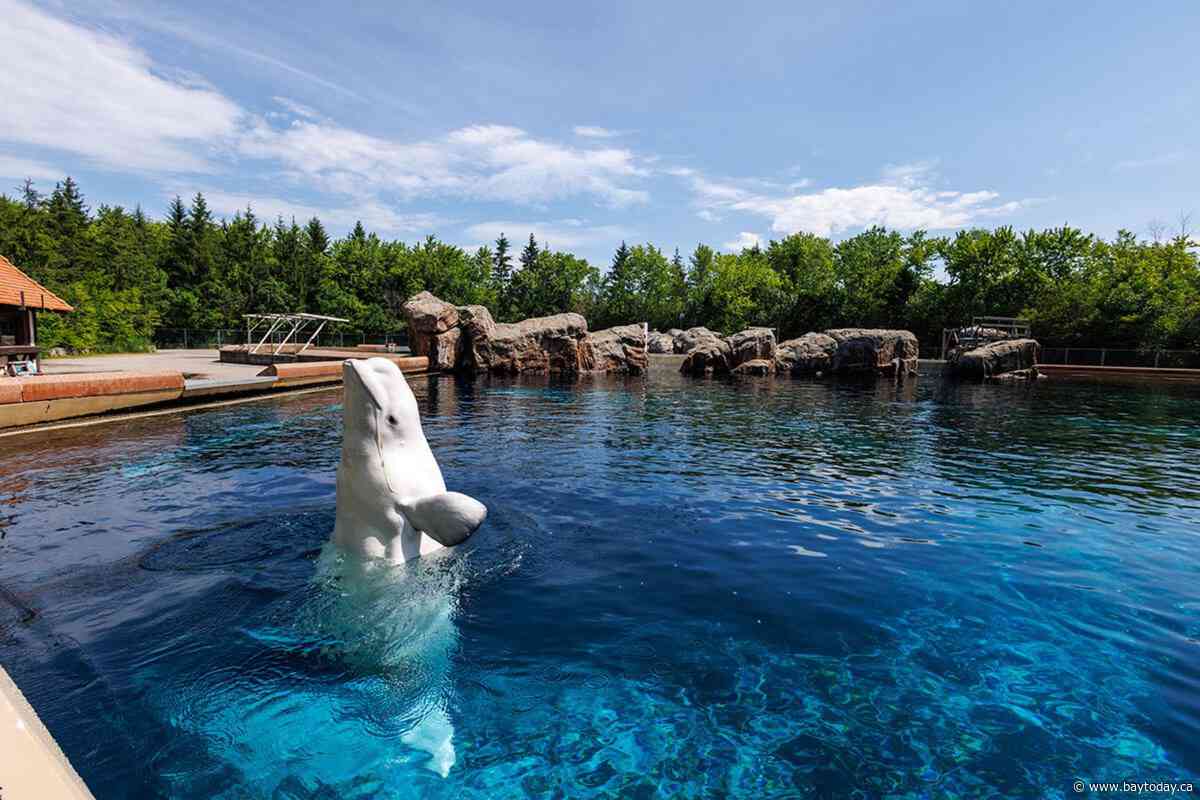 Six whales being moved out of Marineland, headed to U.S. aquariums