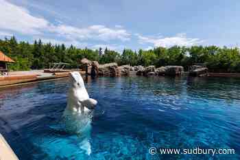 Six whales being moved out of Marineland, headed to U.S. aquariums